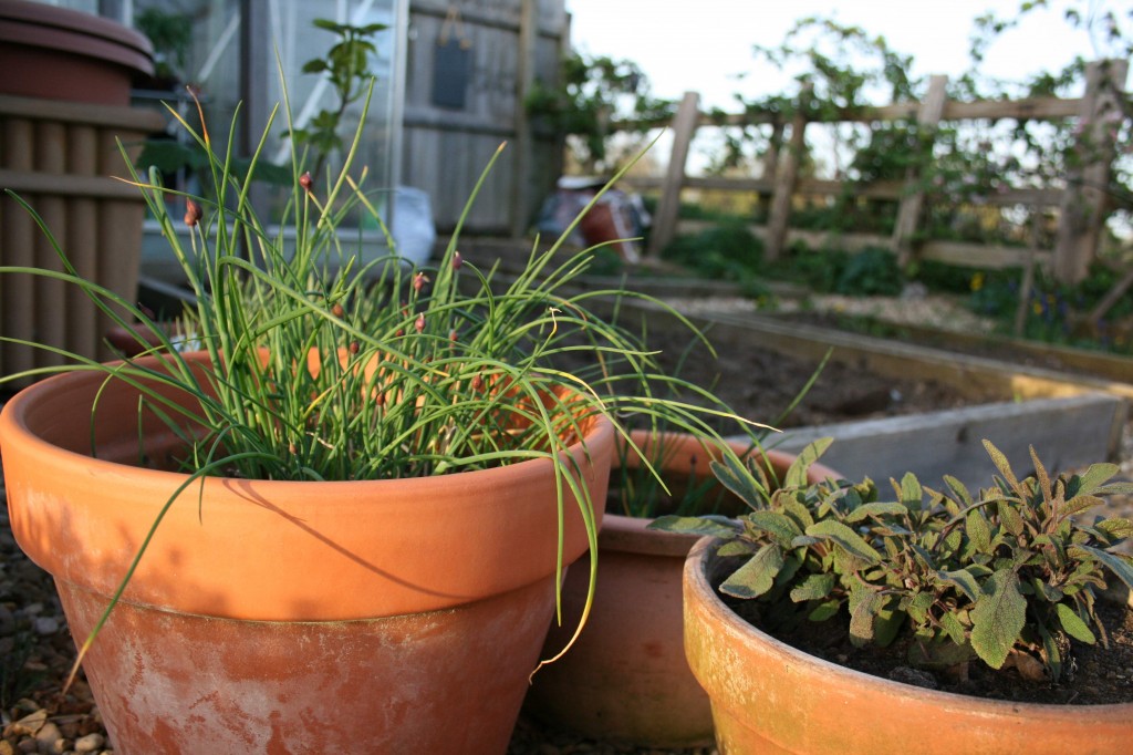 garden plants