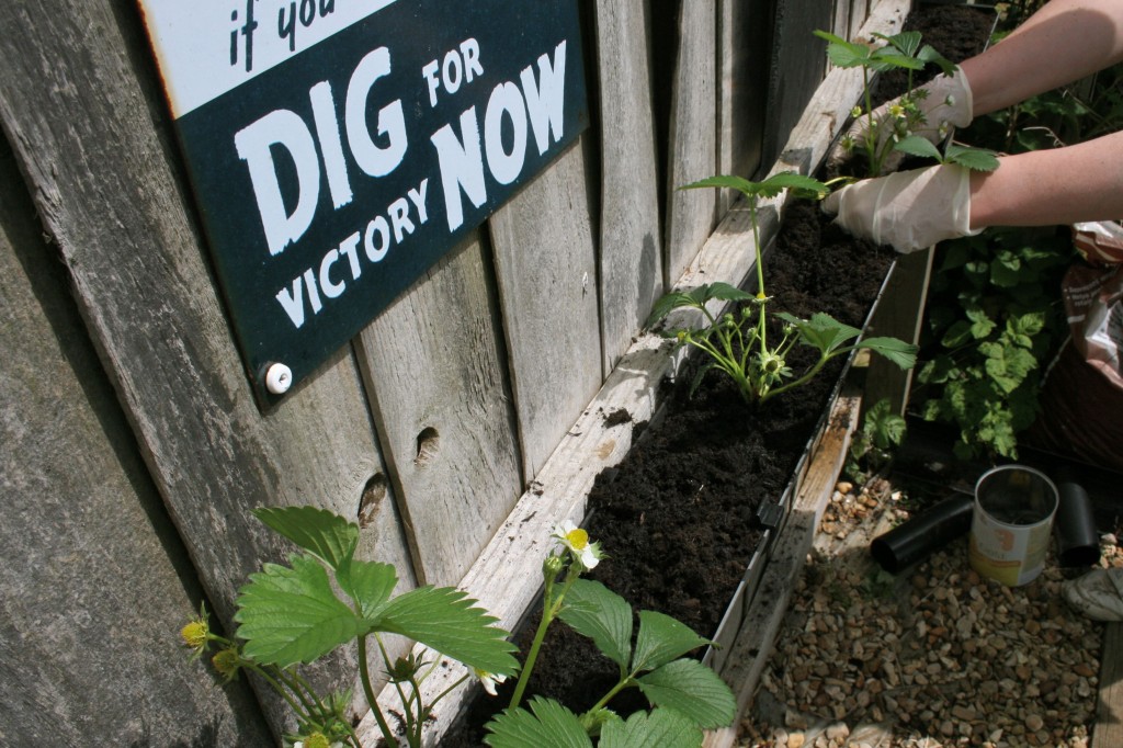 Strawberry plants in garden gutter Strawberry plants in garden gutter