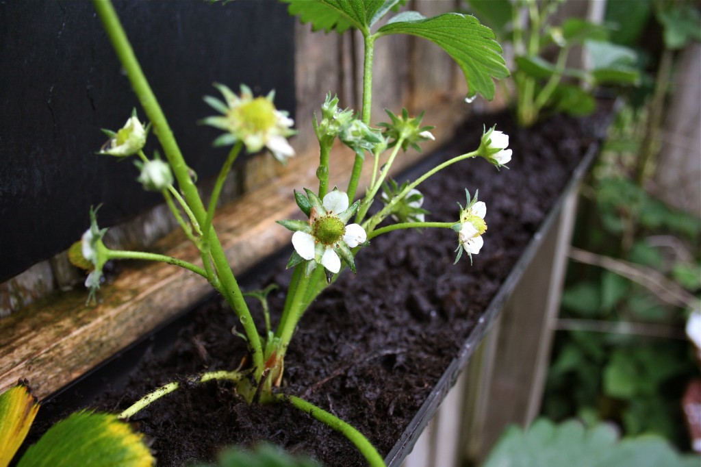 gutter garden gutter garden