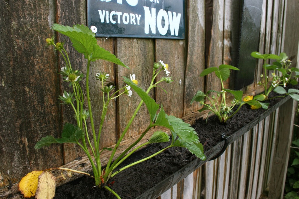 Upcycled gutter garden Upcycled gutter garden