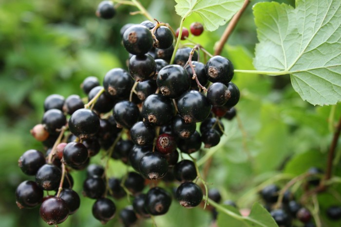 Blackcurrant bush